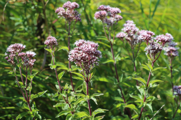 Eupatoire chanvrine (Eupatorium cannabinum) &copy; Nicolas Macaire / LPO